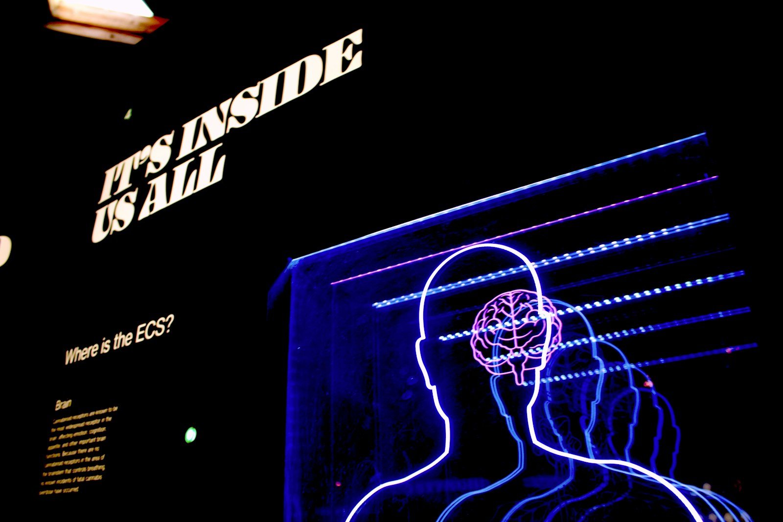 a neon display of a man's head and brain